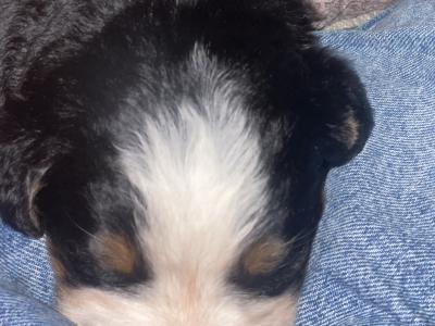 5 IKC Registered Bernese Mountain Dog puppies in Carlow