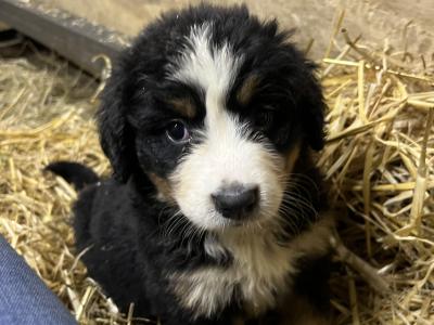 5 IKC Registered Bernese Mountain Dog puppies in Carlow