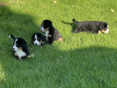 5 IKC Registered Bernese Mountain Dog puppies in Carlow