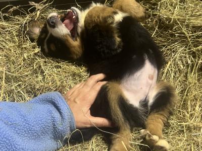 5 IKC Registered Bernese Mountain Dog puppies in Carlow