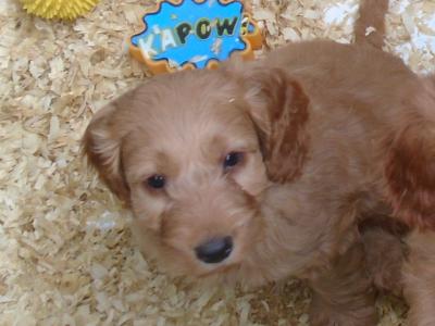 Red Cockapoo puppies