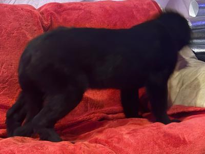 Border Collie X puppies in Tipperary - need Gone Asap