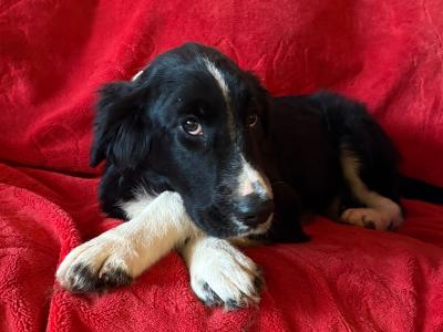 Border Collie X puppies in Tipperary - need Gone Asap