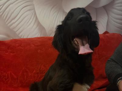 Border Collie X puppies in Tipperary - need Gone Asap