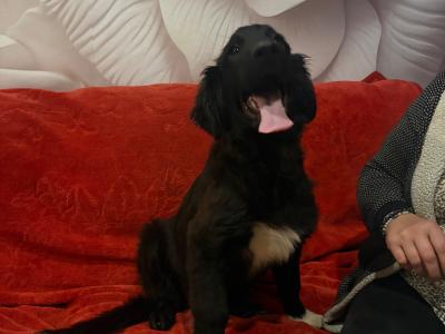 Border Collie X puppies in Tipperary - need Gone Asap