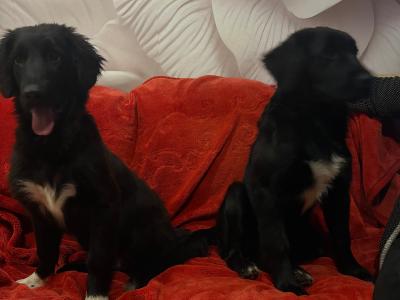 Border Collie X puppies in Tipperary - need Gone Asap