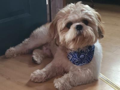 Shih Tzu stud available in Dublin– Adorable, Loving & ready