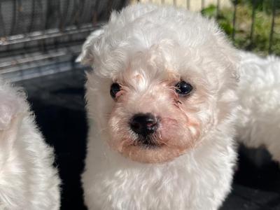 Beautiful Bichon Frise puppies in Offaly