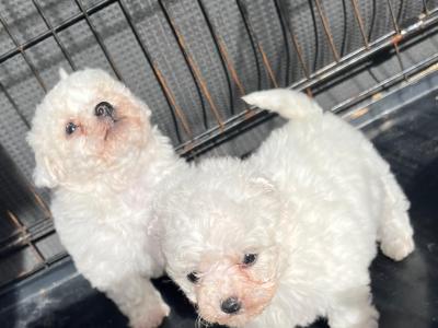 Beautiful Bichon Frise puppies in Offaly