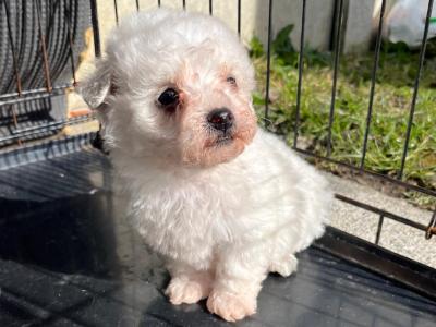 Beautiful Bichon Frise puppies in Offaly