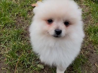 Pomeranian puppies in Galway, 2 females