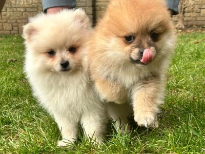 Pomeranian puppies in Galway, 2 females