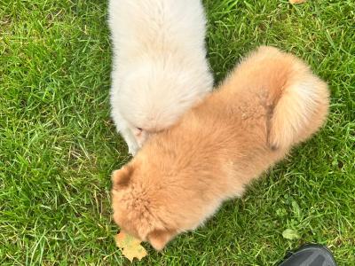 Pomeranian puppies in Galway, 2 females