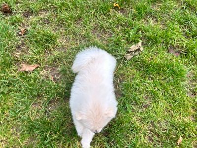 Pomeranian puppies in Galway, 2 females