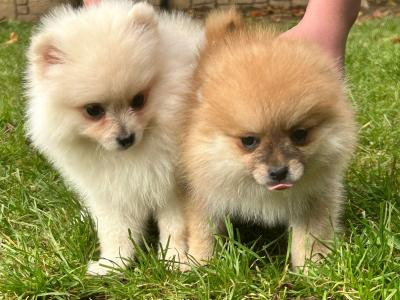 Pomeranian puppies in Galway, 2 females