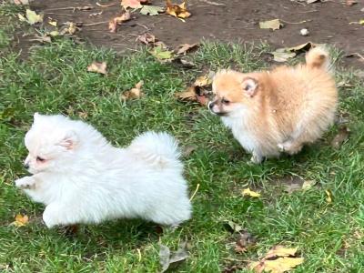 Pomeranian puppies in Galway, 2 females