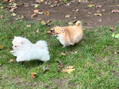 Pomeranian puppies in Galway, 2 females