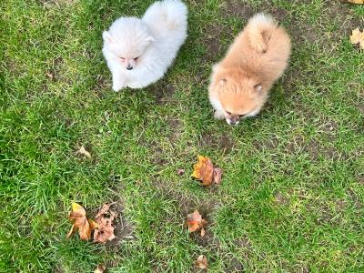 Pomeranian puppies in Galway, 2 females