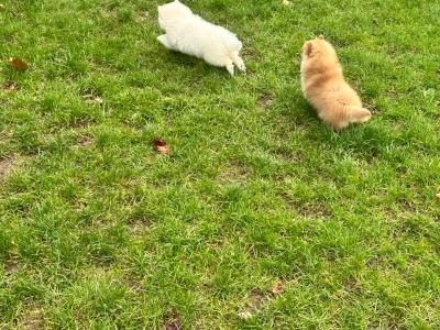Pomeranian puppies in Galway, 2 females
