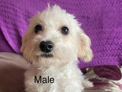 Stunning IKC Registered Bichon Frise puppies in Carlow