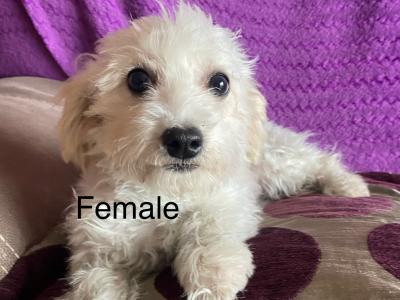Stunning IKC Registered Bichon Frise puppies in Carlow