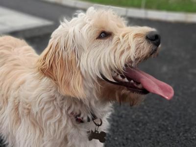 Female Cockapoo 2 years old in Sligo