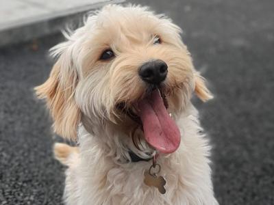 Female Cockapoo 2 years old in Sligo
