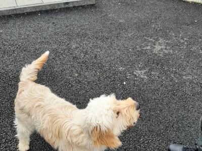 Female Cockapoo 2 years old in Sligo