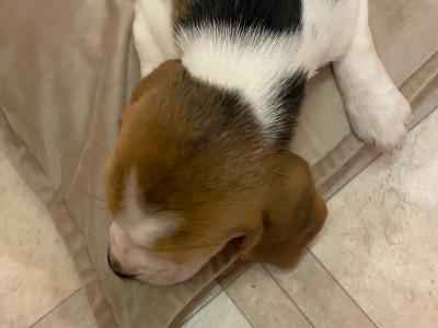 IKC Registered(pending) Pedigree Tricolour female Beagle puppy in Monaghan