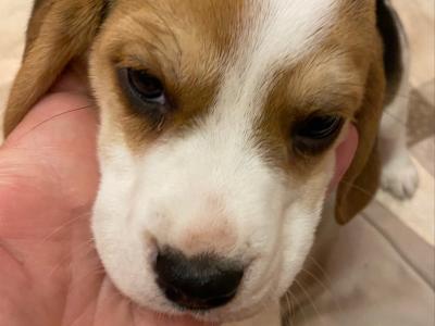 IKC Registered(pending) Pedigree Tricolour female Beagle puppy in Monaghan