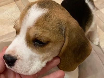 IKC Registered(pending) Pedigree Tricolour female Beagle puppy in Monaghan