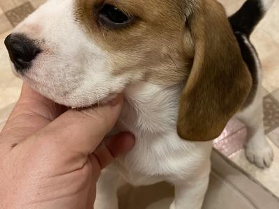 IKC Registered(pending) Pedigree Tricolour female Beagle puppy in Monaghan