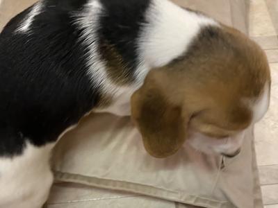 IKC Registered(pending) Pedigree Tricolour female Beagle puppy in Monaghan