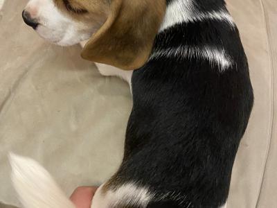 IKC Registered(pending) Pedigree Tricolour female Beagle puppy in Monaghan