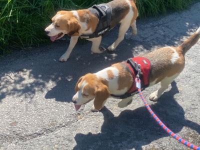 IKC Registered(pending) Pedigree Tricolour female Beagle puppy in Monaghan
