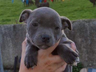 IKC Registered(pending) Staffordshire Bull Terrier puppies in Kilkenny