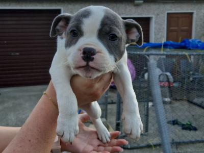 IKC Registered(pending) Staffordshire Bull Terrier puppies in Kilkenny
