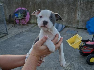 IKC Registered(pending) Staffordshire Bull Terrier puppies in Kilkenny