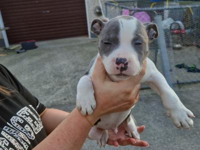 IKC Registered(pending) Staffordshire Bull Terrier puppies in Kilkenny
