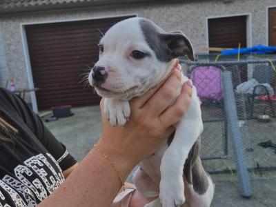 IKC Registered(pending) Staffordshire Bull Terrier puppies in Kilkenny
