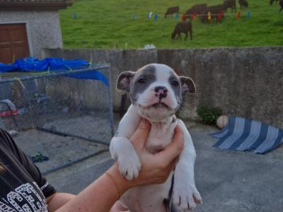 IKC Registered(pending) Staffordshire Bull Terrier puppies in Kilkenny
