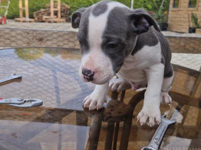 IKC Registered(pending) Staffordshire Bull Terrier puppies in Kilkenny