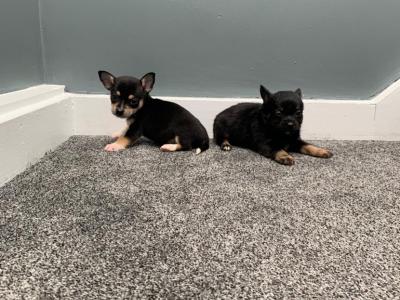 Male beautiful Chihuahua puppy in Galway ready for new homes