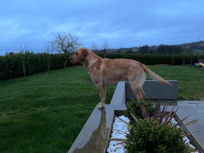 Lovely IKC Registered Purebred Labador puppies in Louth
