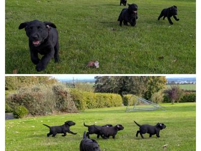 Lovely IKC Registered Purebred Labador puppies in Louth