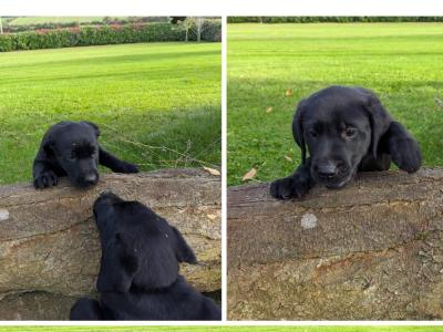Lovely IKC Registered Purebred Labador puppies in Louth