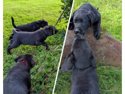 Lovely IKC Registered Purebred Labador puppies in Louth