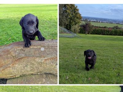Lovely IKC Registered Purebred Labador puppies in Louth