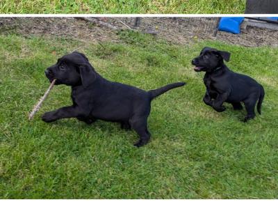 Lovely IKC Registered Purebred Labador puppies in Louth