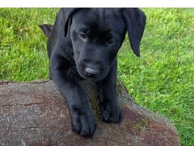 Lovely IKC Registered Purebred Labador puppies in Louth